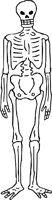 SKELTN01.WMF