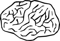 BRAIN_01.WMF