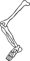 BONE_42.WMF