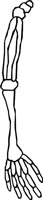 BONE_41.WMF