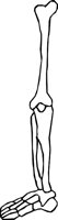 BONE_40.WMF