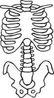 BONE_39.WMF