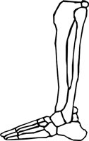 BONE_32.WMF