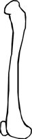 BONE_31.WMF