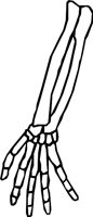 BONE_30.WMF