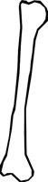 BONE_29.WMF