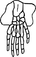 BONE_28.WMF