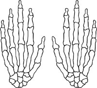 BONE_27.WMF