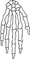 BONE_26.WMF