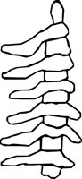 BONE_25.WMF