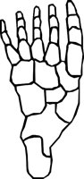 BONE_24.WMF