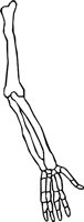 BONE_10.WMF