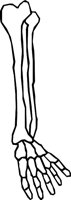 BONE_04.WMF