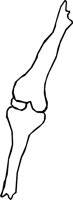 BONE_02.WMF