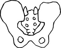 BONE_01.WMF