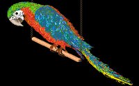 MACAW.GIF