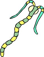 TELYWORM.WMF