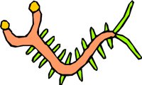 DORAPEDE.WMF