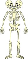 SKELTN20.WMF