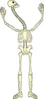 SKELTN19.WMF