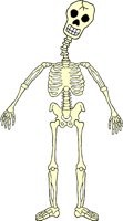 SKELTN18.WMF