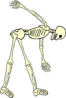 SKELTN17.WMF