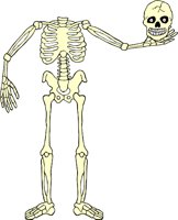 SKELTN14.WMF
