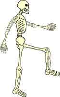 SKELTN11.WMF