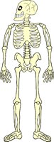 SKELTN08.WMF