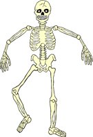 SKELTN06.WMF