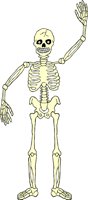 SKELTN05.WMF