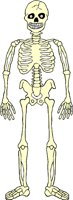 SKELTN04.WMF