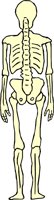 SKELTN02.WMF