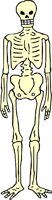 SKELTN01.WMF