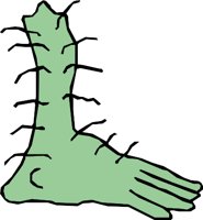 FOOT_03.WMF