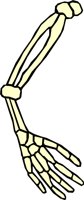 BONE_43.WMF