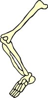 BONE_42.WMF