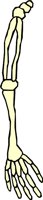 BONE_41.WMF