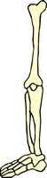 BONE_40.WMF