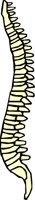 BONE_33.WMF