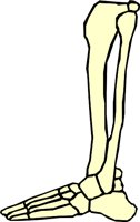 BONE_32.WMF
