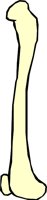 BONE_31.WMF