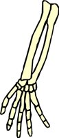 BONE_30.WMF
