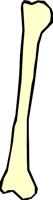 BONE_29.WMF
