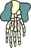 BONE_28.WMF