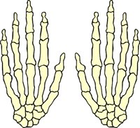 BONE_27.WMF