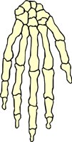 BONE_26.WMF