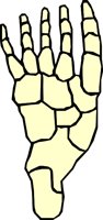 BONE_24.WMF