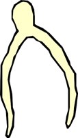 BONE_15.WMF