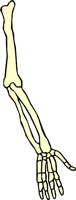 BONE_10.WMF